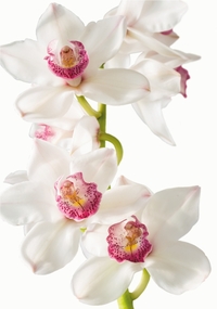 Изысканная орхидея /4л/ 140*200 Фотообои Bellissimo